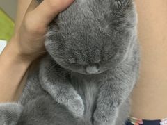 -乐琪宠物医院·犬猫专科·骨外科·急重症