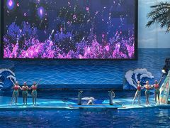 -海合安成都极地海洋公园