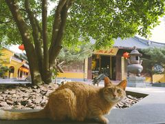 -龙华寺