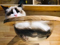 -喵屿·大理花园猫咖