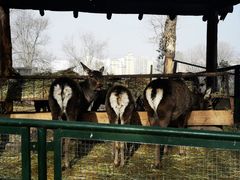 -青藏高原野生动物园