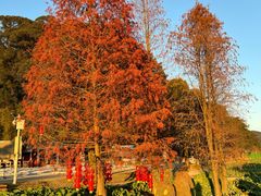 -广州市石门国家森林公园