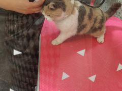 -小呆的宠物店·宠物售卖·宠物寄养(城西店)
