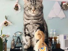 -平行世界·猫咖(首经贸店)