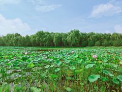 -东郊湿地公园