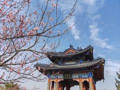 -梅花山(明孝陵内)