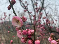 -香雪海