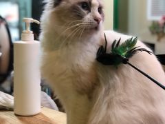 -李小姐の猫咖啡馆(五角场店)
