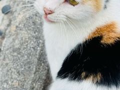 -玉泉观