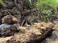 -西双版纳原始森林公园