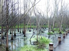 -桤木河湿地公园