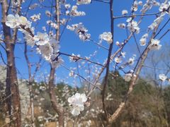 -北京西山国家森林公园