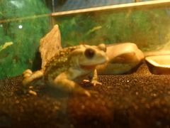 -上海大自然野生昆虫馆