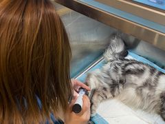 -萌兽医馆·犬猫专科·眼科中心·宠物医院(朝阳门分院)