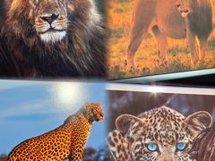 -罗红摄影艺术馆