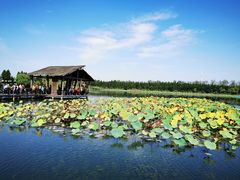 -溱湖国家湿地公园