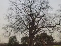 -商丘市人民公园