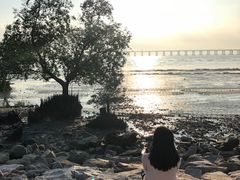 -宝安西湾红树林湿地公园