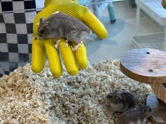 -怪兽屋·羊驼·猫咖·狗咖(俊华广场店)