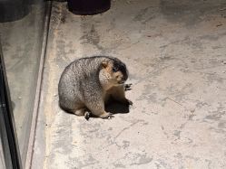 -酷嗒动物文化乐园(cutezoo西溪乐天城店)