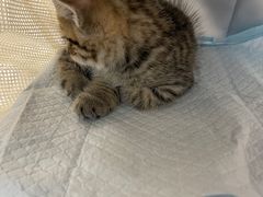 -伟伟宠物医院·CT影像中心·瑞派犬猫综合性门诊(汉口总院)