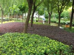 android_upload_pic-陈家山荷花公园