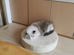 -鼓捣猫呢主题猫咖店