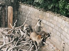 -上海野生动物园