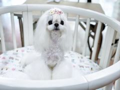 -鑫艺宠物美容培训学校