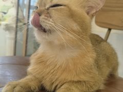 -共舞时光猫咖·狗咖(新街口店)