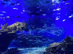 -海合安武汉极地海洋公园