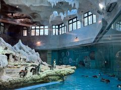 -帝企鹅自助餐厅•儿童岛•真企鹅(长隆企鹅酒店)