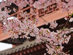 -西安青龙寺遗址景区