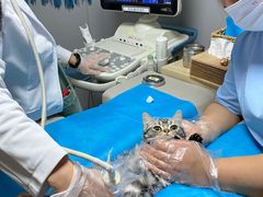 -猫大福·Fortune Cat猫舍(百子湾店)