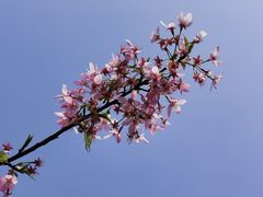 -顾村公园