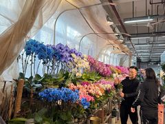 -双季花艺园艺市场(浦东店)