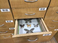 -上海大自然野生昆虫馆(东方明珠·爬宠昆虫探索中心)