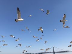 -星海湾跨海大桥
