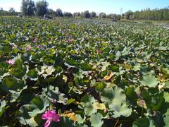 -羊亭河湿地公园