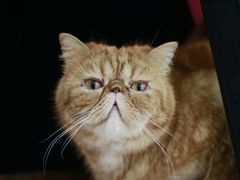 -猫友咖啡店(玉林西路店)