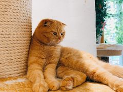 -藏猫猫咖啡主题馆(中央大道店)