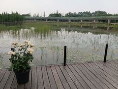 -白鹭湾湿地公园