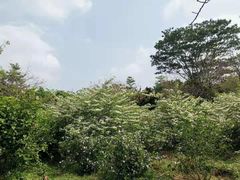 -大屏嶂森林公园