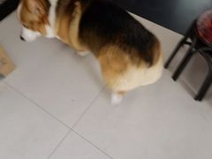 -宠福鑫康馨动物医院·骨科·眼科