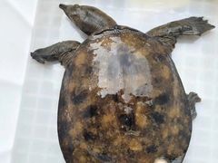 私房焖甲鱼-一品江鲜