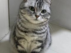 -欣宠猫屋·矮脚拿破仑·蓝金金渐层