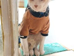 -猫在这儿猫咪咖啡馆·撸猫馆