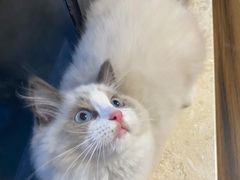 -lincat·猫舍(广州店)