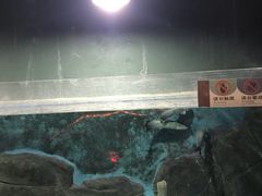 -苏州海洋馆