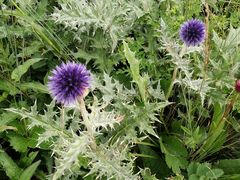 -白草畔自然风景区